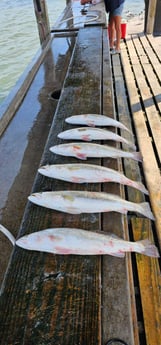 Speckled Trout Fishing in Rockport, Texas