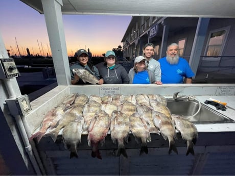 Sheepshead fishing in Galveston, Texas