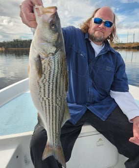 Hybrid Striped Bass Fishing in Trails End Road, Wilmington, N, North Carolina