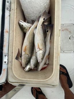 Fishing in Orange Beach, Alabama