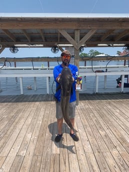 Cobia Fishing in Orange Beach, Alabama