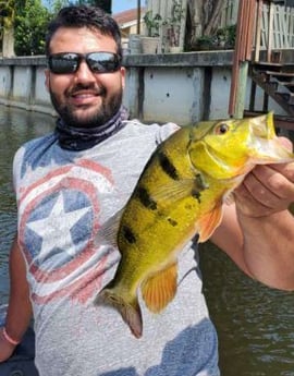 Peacock Bass fishing in Delray Beach, Florida