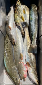 Speckled Trout / Spotted Seatrout fishing in Corpus Christi, Texas