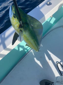 Mahi Mahi / Dorado Fishing in Fort Lauderdale, Florida