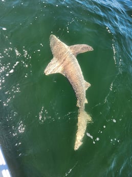 Bull Shark Fishing in Pensacola, Florida