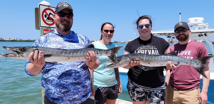 Barracuda fishing in Clearwater, Florida