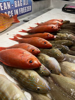 Vermillion Snapper Fishing in Destin, Florida