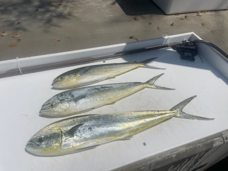 Albacore Tuna, Mahi Mahi / Dorado fishing in Key Largo, United States (+1)