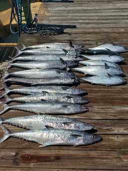 King Mackerel / Kingfish, Little Tunny / False Albacore fishing in Port Orange, Florida