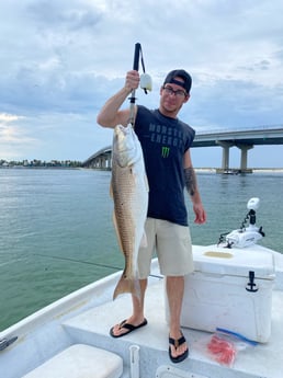 Redfish fishing in Orange Beach, Alabama