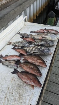 Mangrove Snapper, Scup / Porgy, Sheepshead Fishing in St. Petersburg, Florida