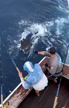 Sailfish fishing in Galveston, Texas