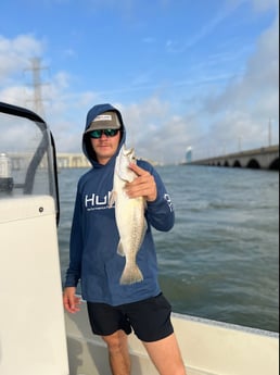 Sheepshead fishing in Galveston, Texas