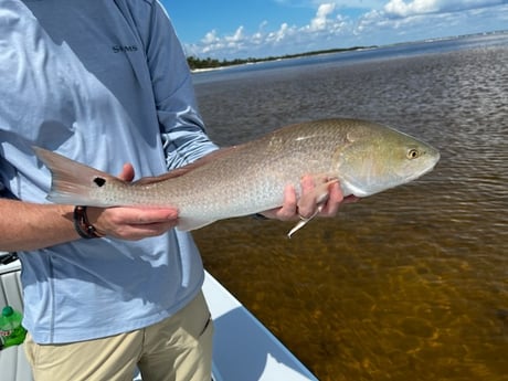 Redfish fishing in Tallahassee, Florida