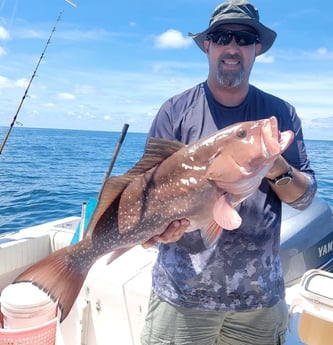 Red Grouper fishing in Clearwater, Florida