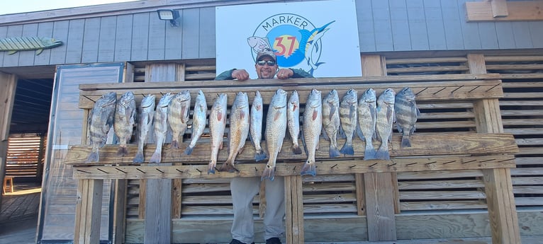 Black Drum, Redfish, Sheepshead, Speckled Trout / Spotted Seatrout fishing in Corpus Christi, Texas