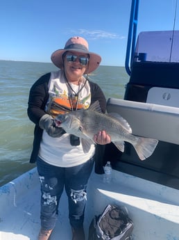 Black Drum Fishing in Corpus Christi, Texas