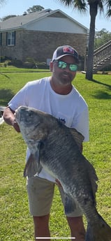 Black Drum Fishing in Orange Beach, Alabama