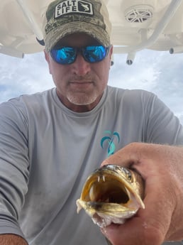 Speckled Trout / Spotted Seatrout fishing in Pensacola, Florida