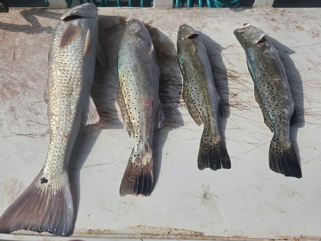 Fishing in Aransas Pass, Texas