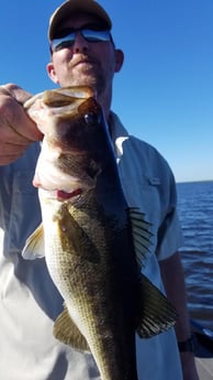 Largemouth Bass Fishing in Fort Lauderdale, Florida