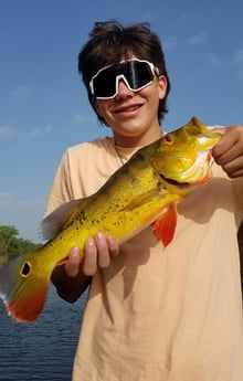 Peacock Bass fishing in Fort Lauderdale, Florida