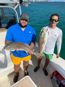 Redfish fishing in Sarasota, Florida