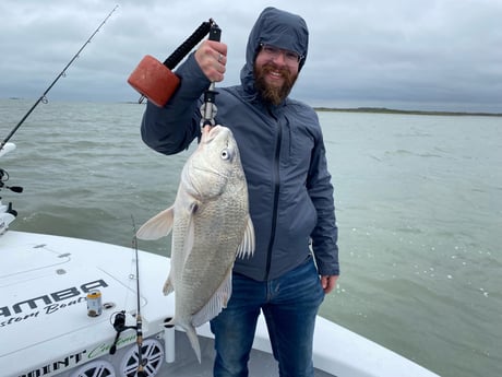 Black Drum Fishing in Corpus Christi, Texas