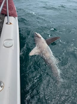 Bull Shark Fishing in Destin, Florida