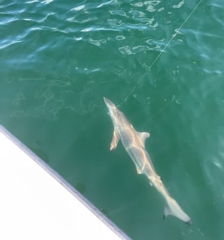 Blacktip Shark fishing in Gulf Shores, Alabama