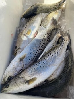 Speckled Trout / Spotted Seatrout Fishing in Jacksonville, Florida