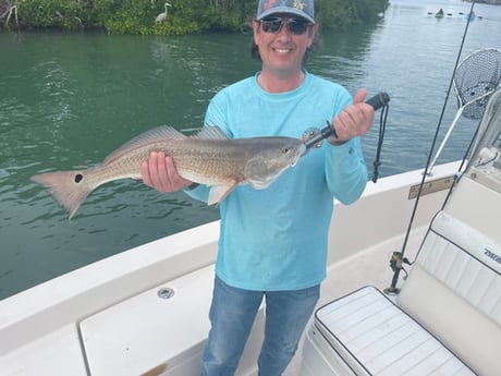 Redfish Fishing in Sarasota, Florida