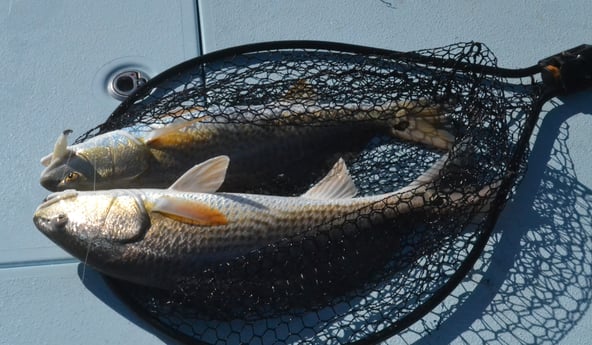 Redfish fishing in Galveston, Texas