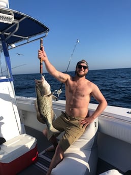 Gag Grouper fishing in Destin, Florida