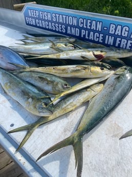 Mahi Mahi / Dorado fishing in Destin, Florida