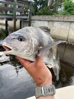 Speckled Trout / Spotted Seatrout fishing in Palm Coast, Florida