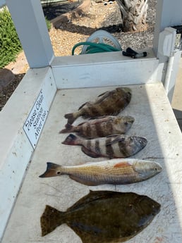 Black Drum, Flounder, Redfish fishing in Galveston, Texas