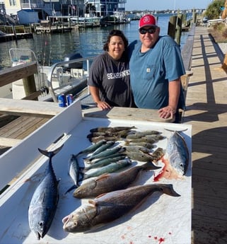 Bluefish, Little Tunny / False Albacore, Redfish Fishing in Beaufort, North Carolina