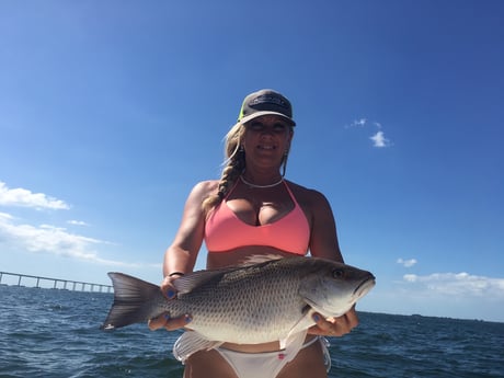 Mangrove Snapper Fishing in Tampa, Florida