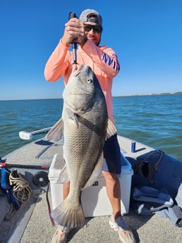 Black Drum Fishing in Galveston, Texas