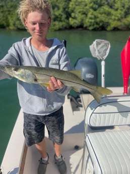 Snook Fishing in Sarasota, Florida