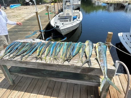 Mahi Mahi Fishing in Key Largo, Florida