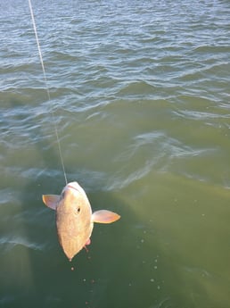 Redfish Fishing in Port O&#039;Connor, Texas