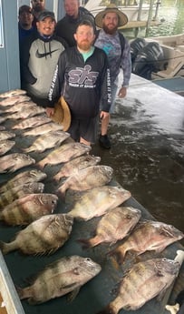 Sheepshead fishing in Galveston, Texas