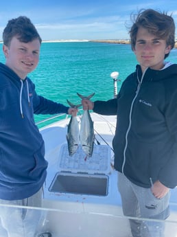 False Albacore Fishing in Destin, Florida