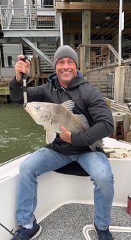 Black Drum Fishing in Galveston, Texas