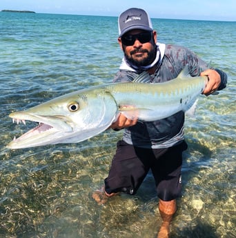 Barracuda fishing in Tavernier, Florida