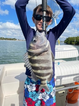 Sheepshead Fishing in Sarasota, Florida