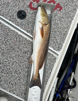 Fishing in Holmes Beach, Florida