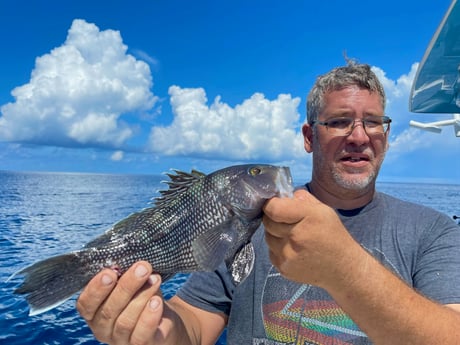 Black Seabass fishing in St. Augustine, Florida